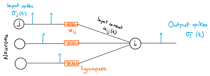 Multiple pre-synaptic neurons connected to a post-synaptic one.